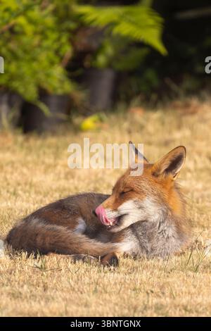 Vista ravvicinata di una volpe britannica sdraiata su un prato al sole e leccata il naso. Foto Stock