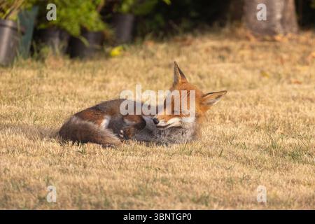 Una volpe rossa selvaggia e adulta (Vulpes vulpes) si gode una sonnolenza, un'esposizione al sole la mattina presto, il sole estivo, sul prato molto asciutto di un giardino britannico. Foto Stock