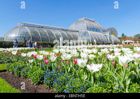 Fiori primaverili in fiore di fronte alla Palm House presso i Kew Gardens, Londra Inghilterra Regno Unito Foto Stock