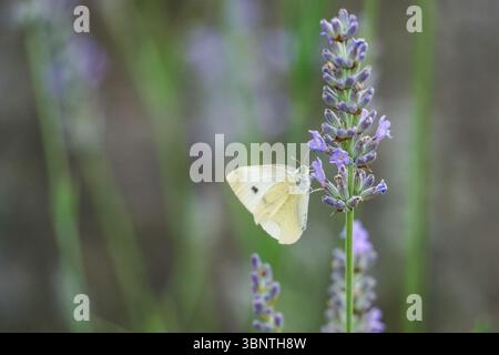 Piccola farfalla bianca che si nutre di fiori di lavanda Foto Stock
