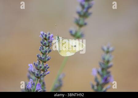 Piccola farfalla bianca che si nutre di fiori di lavanda Foto Stock
