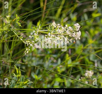 Stormåra Galium mollugo cannuccia bianca Foto Stock