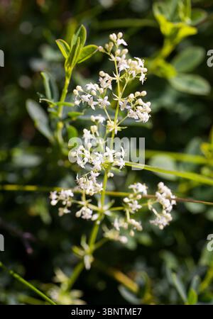 Stormåra Galium mollugo cannuccia bianca Foto Stock