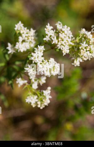 Stormåra Galium mollugo cannuccia bianca Foto Stock