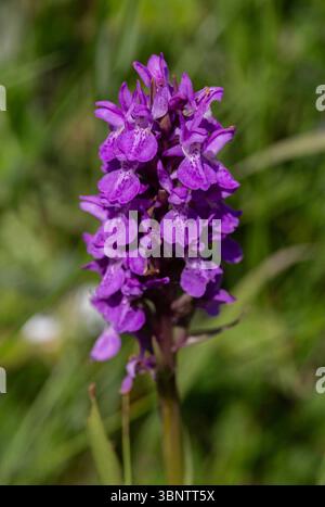 La palude del sud - orchidea Dactylorhiza Praetermissa Foto Stock