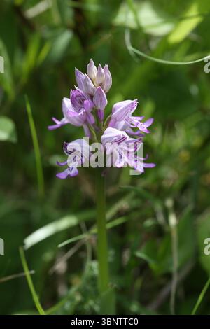 Militare - Orchidee Orchis militaris Foto Stock