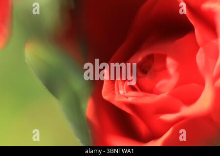 Primo piano di una rosa rossa con messa a fuoco morbida Foto Stock