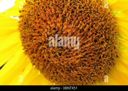 Primo piano di un girasole giallo brillante Foto Stock