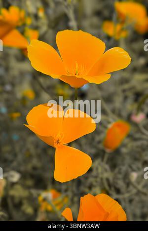 Papaver californicum. Stabilimento California Poppy. Un bellissimo fiore d'arancia con quattro petali su sfondo verde pallido. Macro. Foto Stock