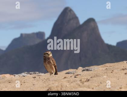 4 luglio 2025, Rio De Janeiro, Rio De Janeiro, Brasile: Di fronte all'iconica montagna dei due Fratelli di Rio, un gufo scavato si trova sulle sabbie della spiaggia di Ipanema, una vista insolita ma non inaudita lungo la costa della città. Con i suoi occhi gialli piercing, le gambe lunghe e le abitudini abitative a terra, questa piccola civetta si trova in genere in campi aperti o praterie, nidificando in tane scavate da altri animali. La sua presenza su una vivace spiaggia urbana rivela la sorprendente adattabilità della fauna selvatica, anche in mezzo ai ritmi della vita cittadina. (Immagine di credito: © Bob Karp/ZUMA Press Wire) SOLO PER USO EDITORIALE! Non per Commerci Foto Stock