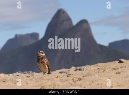 4 luglio 2025, Rio De Janeiro, Rio De Janeiro, Brasile: Di fronte all'iconica montagna dei due Fratelli di Rio, un gufo scavato si trova sulle sabbie della spiaggia di Ipanema, una vista insolita ma non inaudita lungo la costa della città. Con i suoi occhi gialli piercing, le gambe lunghe e le abitudini abitative a terra, questa piccola civetta si trova in genere in campi aperti o praterie, nidificando in tane scavate da altri animali. La sua presenza su una vivace spiaggia urbana rivela la sorprendente adattabilità della fauna selvatica, anche in mezzo ai ritmi della vita cittadina. (Immagine di credito: © Bob Karp/ZUMA Press Wire) SOLO PER USO EDITORIALE! Non per Commerci Foto Stock