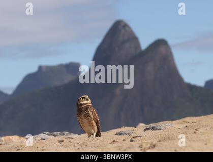 4 luglio 2025, Rio De Janeiro, Rio De Janeiro, Brasile: Di fronte all'iconica montagna dei due Fratelli di Rio, un gufo scavato si trova sulle sabbie della spiaggia di Ipanema, una vista insolita ma non inaudita lungo la costa della città. Con i suoi occhi gialli piercing, le gambe lunghe e le abitudini abitative a terra, questa piccola civetta si trova in genere in campi aperti o praterie, nidificando in tane scavate da altri animali. La sua presenza su una vivace spiaggia urbana rivela la sorprendente adattabilità della fauna selvatica, anche in mezzo ai ritmi della vita cittadina. (Immagine di credito: © Bob Karp/ZUMA Press Wire) SOLO PER USO EDITORIALE! Non per Commerci Foto Stock