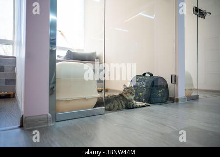 Il gatto solitario aspetta i proprietari in una camera d'albergo. Pensione per animali, cura degli animali, ospitalità e riparo Foto Stock