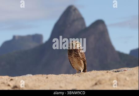 4 luglio 2025, Rio De Janeiro, Rio De Janeiro, Brasile: Di fronte all'iconica montagna dei due Fratelli di Rio, un gufo scavato si trova sulle sabbie della spiaggia di Ipanema, una vista insolita ma non inaudita lungo la costa della città. Con i suoi occhi gialli piercing, le gambe lunghe e le abitudini abitative a terra, questa piccola civetta si trova in genere in campi aperti o praterie, nidificando in tane scavate da altri animali. La sua presenza su una vivace spiaggia urbana rivela la sorprendente adattabilità della fauna selvatica, anche in mezzo ai ritmi della vita cittadina. (Immagine di credito: © Bob Karp/ZUMA Press Wire) SOLO PER USO EDITORIALE! Non per Commerci Foto Stock