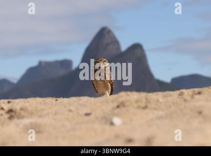 4 luglio 2025, Rio De Janeiro, Rio De Janeiro, Brasile: Di fronte all'iconica montagna dei due Fratelli di Rio, un gufo scavato si trova sulle sabbie della spiaggia di Ipanema, una vista insolita ma non inaudita lungo la costa della città. Con i suoi occhi gialli piercing, le gambe lunghe e le abitudini abitative a terra, questa piccola civetta si trova in genere in campi aperti o praterie, nidificando in tane scavate da altri animali. La sua presenza su una vivace spiaggia urbana rivela la sorprendente adattabilità della fauna selvatica, anche in mezzo ai ritmi della vita cittadina. (Immagine di credito: © Bob Karp/ZUMA Press Wire) SOLO PER USO EDITORIALE! Non per Commerci Foto Stock