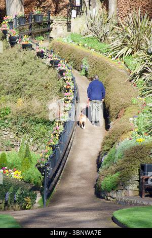 Un uomo cammina con un cane lungo un sentiero fiancheggiato da fiori nella zona di Dingle del Quarry Park a Shrewsbury, Springtime. Foto Stock