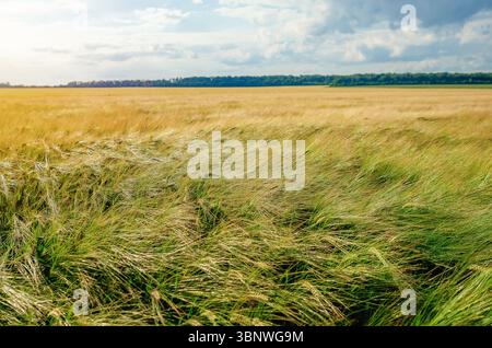 Il forte vento nel campo di grano fa oscillare le orecchie di segale, inclinandole contro il cielo nuvoloso. Paesaggio estivo di grano nuvoloso Foto Stock