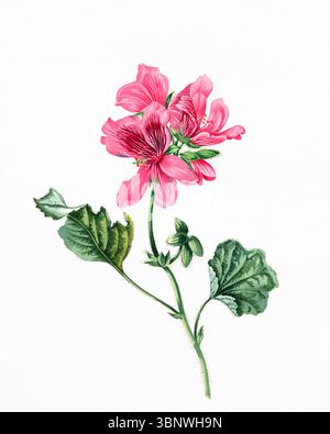 Illustrazione di un fiore disegnata a mano su carta bianca ad acquerello. Opere d'arte botanica luminose con texture morbide e raffinati dettagli floreali. Foto Stock