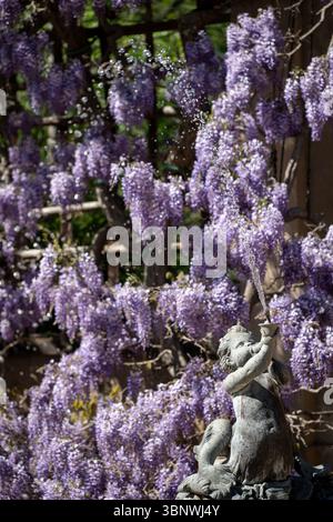 Wisteria in piena fioritura al Dumbarton Oaks Garden di Georgetown, Washington, D.C. Foto Stock
