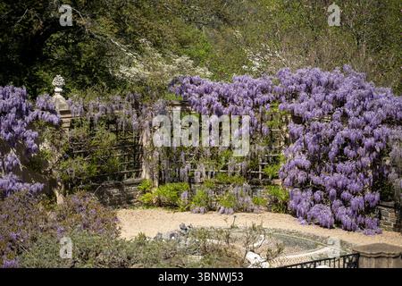 Wisteria in piena fioritura al Dumbarton Oaks Garden di Georgetown, Washington, D.C. Foto Stock