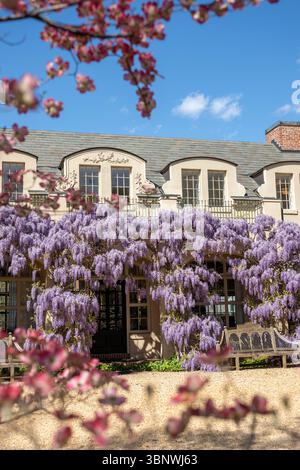 Wisteria in piena fioritura al Dumbarton Oaks Garden di Georgetown, Washington, D.C. Foto Stock