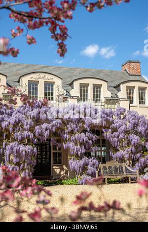 Wisteria in piena fioritura al Dumbarton Oaks Garden di Georgetown, Washington, D.C. Foto Stock