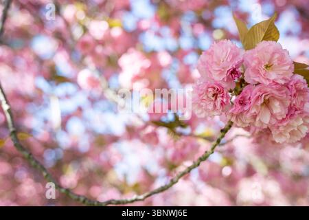 I ciliegi di Kwanzan sono in piena fioritura a Hains Point West Potomac Park a Washington, D.C. Foto Stock