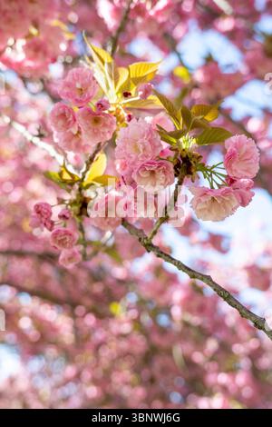 I ciliegi di Kwanzan sono in piena fioritura a Hains Point West Potomac Park a Washington, D.C. Foto Stock