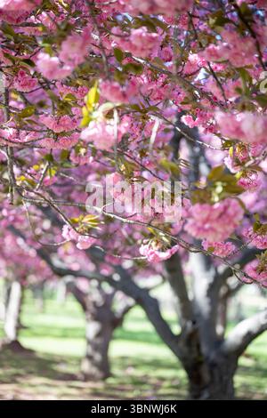 I ciliegi di Kwanzan sono in piena fioritura a Hains Point West Potomac Park a Washington, D.C. Foto Stock