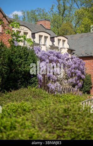 Wisteria in piena fioritura al Dumbarton Oaks Garden di Georgetown, Washington, D.C. Foto Stock