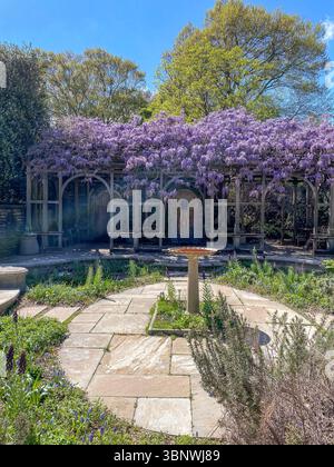 Wisteria in piena fioritura al Dumbarton Oaks Garden di Georgetown, Washington, D.C. Foto Stock