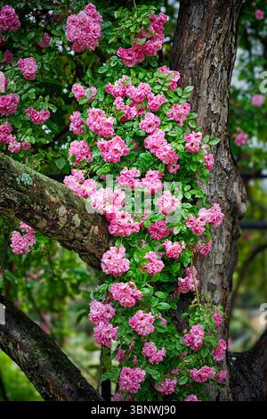 Vista ravvicinata delle Rose rosa di Dawson scalate su un albero in un giardino, Somerset County, New Jersey, Stati Uniti Foto Stock