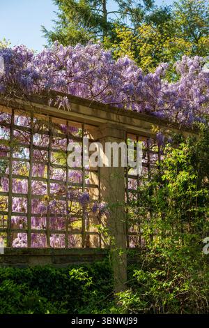 Wisteria in piena fioritura al Dumbarton Oaks Garden di Georgetown, Washington, D.C. Foto Stock