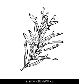 Illustrazione vettoriale monocromatica delle foglie di spinoso marino sul ramo in stile lineare bianco e nero. art. linea. Schizzo a foglia allungata stretta per erbe Illustrazione Vettoriale
