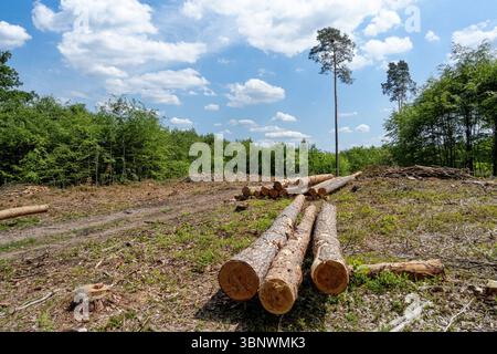 Tagliare i tronchi di pino impilati nella foresta Foto Stock