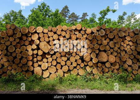 Tagliare i tronchi di pino impilati nella foresta Foto Stock