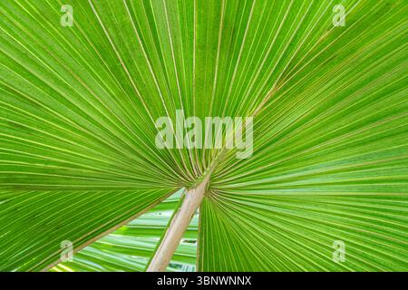 primo piano della texture verde della foglia di palma Foto Stock