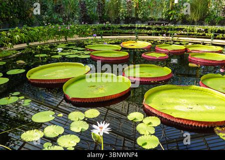 The Waterlily House at the Kew Gardens, Londra Inghilterra Regno Unito Foto Stock