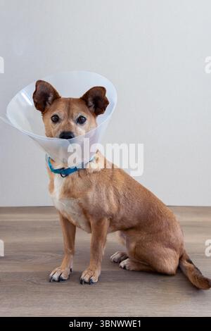 Un piccolo cane marrone seduto su un pavimento di legno, indossando un collare protettivo a cono dopo una visita del veterinario, guardando la macchina fotografica con un'espressione calma. Spazio vuoto Foto Stock