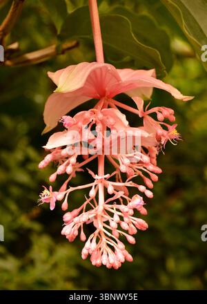 Orchidea filippina fiore rosa di Medinilla magnifica Lindl., uva rosa, medinilla rosa, fiore di Medinilla Foto Stock