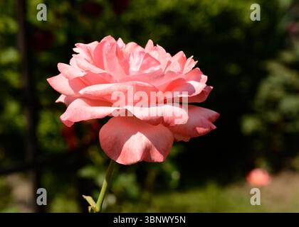 Rosa hybrida "Mister Lincoln", una rosa ibrida da da tè chiamata anche rosa di Mister Lincoln Foto Stock