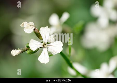 Rucola bianca in giardino, da vicino Foto Stock