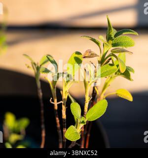 Foglie verdi di Salvia o Sauge con luce del sole dorata in una pentola, Jette Bruxelles, Belgio Foto Stock