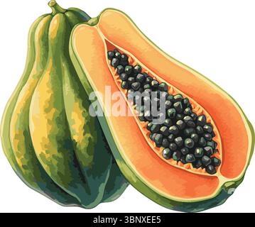 Illustrazione dipinta ad acquerello vettoriale di una papaya Illustrazione Vettoriale