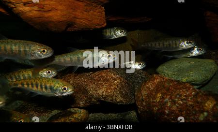 frittura di salmone chinook sott'acqua in acque dolci poco profonde. Questi salmoni sono la più grande delle specie di salmone del Pacifico. Foto Stock