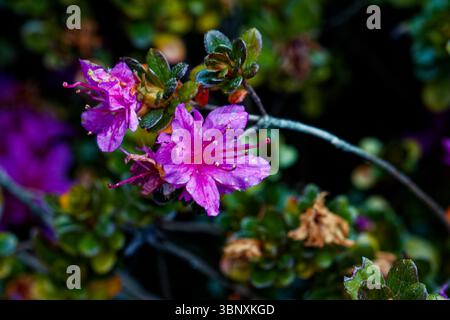 Rododendro rubiginoso: A forma di imbuto, rosa chiaro o scuro, rosa lavanda o rosa rossato o viola quasi bianco con fiori viola. Foto Stock