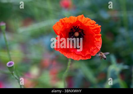 Un suggestivo fiore di papavero rosso sorge alto in un giardino lussureggiante, con delicati petali completamente aperti. Le api passano intorno, raccogliendo attivamente il nettare su un summ soleggiato Foto Stock