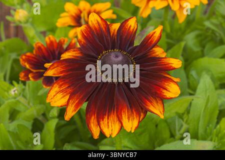 Rudbeckia "Toto Rustic" Foto Stock