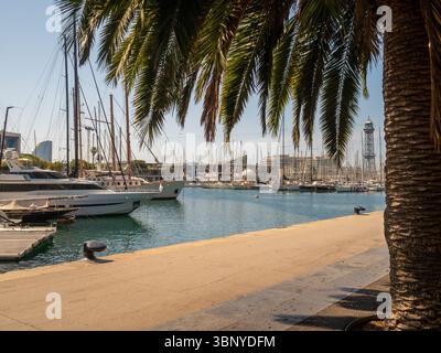 Yacht e barche a vela di lusso ormeggiati al porto turistico di Port Vell, visti dal porto attraverso foglie di palma in una giornata di sole a Barcellona, Spagna. Foto Stock