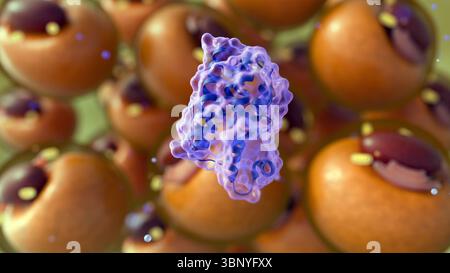 Rendering 3d di molecole di leptina sparse e cellule adipocite o adipocite, che illustra il loro ruolo nel metabolismo e nella regolazione energetica. Foto Stock